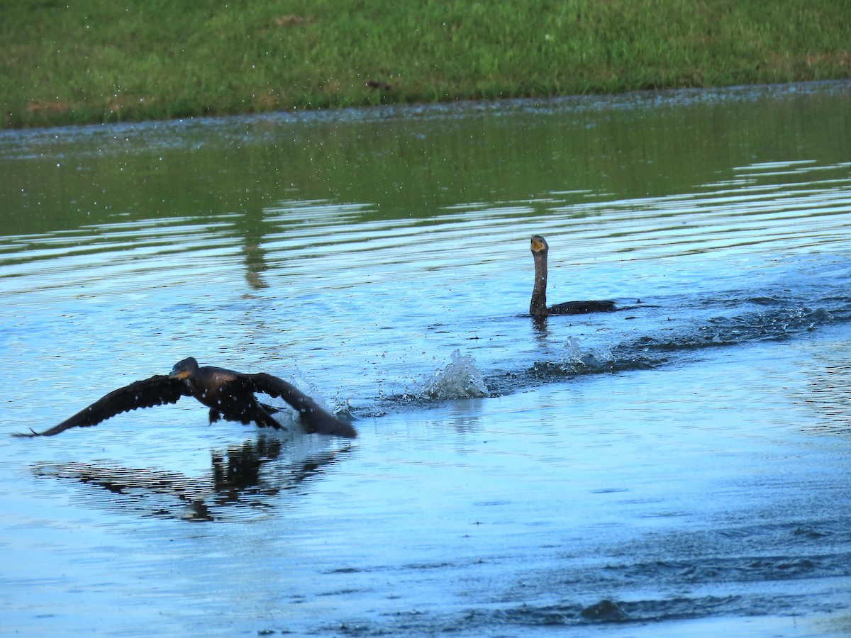 Neotropic Cormorant - ML644843452