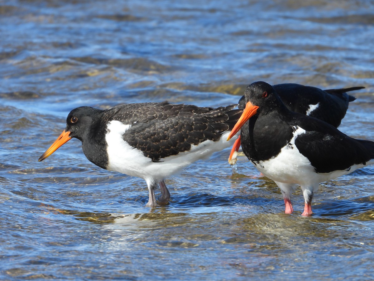 Pied Oystercatcher - ML644843458