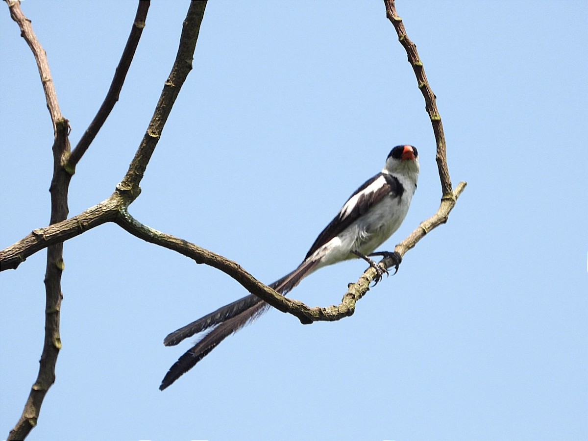 Pin-tailed Whydah - ML644843462