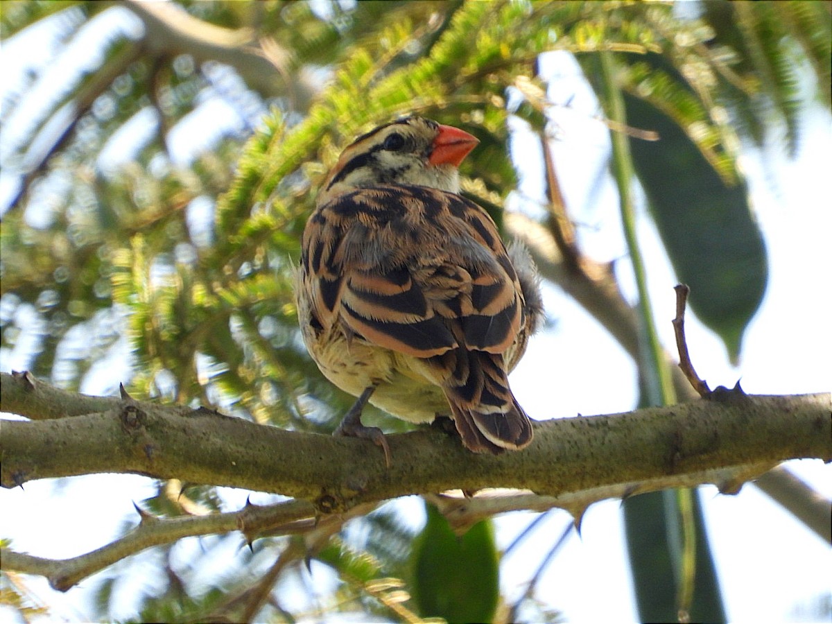 Pin-tailed Whydah - ML644843463