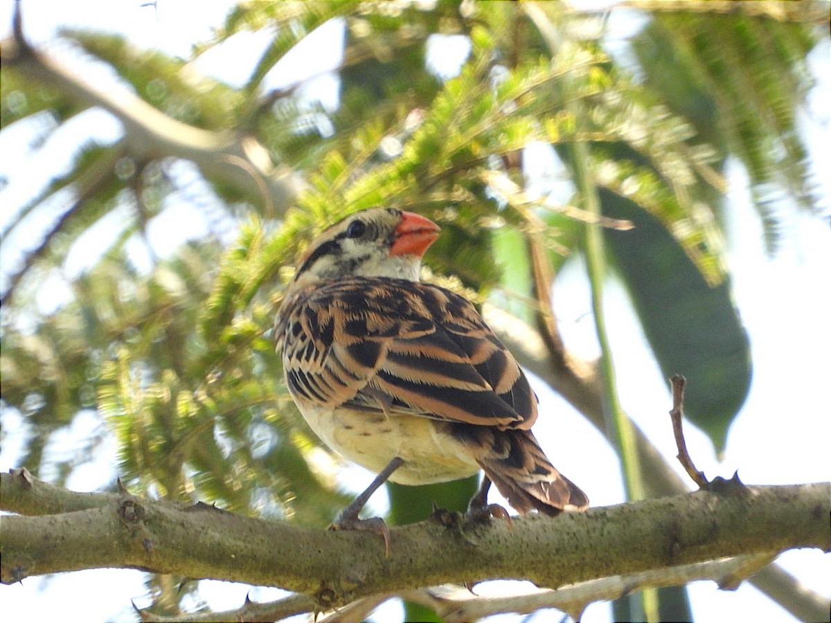 Pin-tailed Whydah - ML644843464