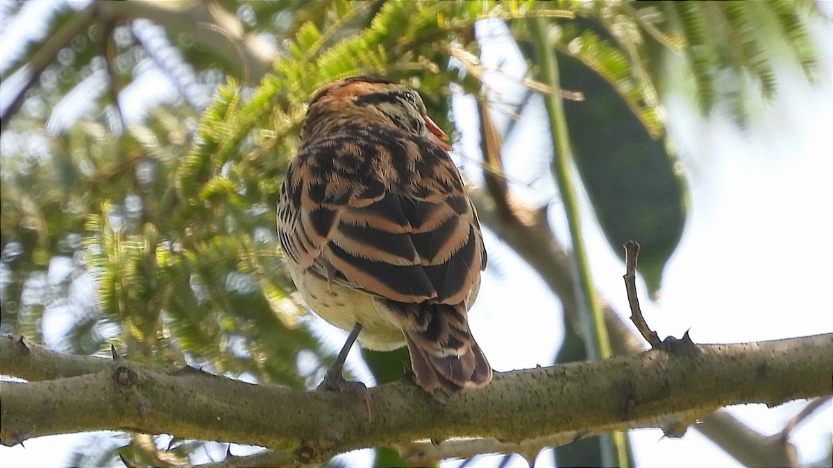 Pin-tailed Whydah - ML644843465