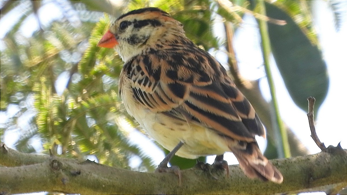 Pin-tailed Whydah - ML644843466