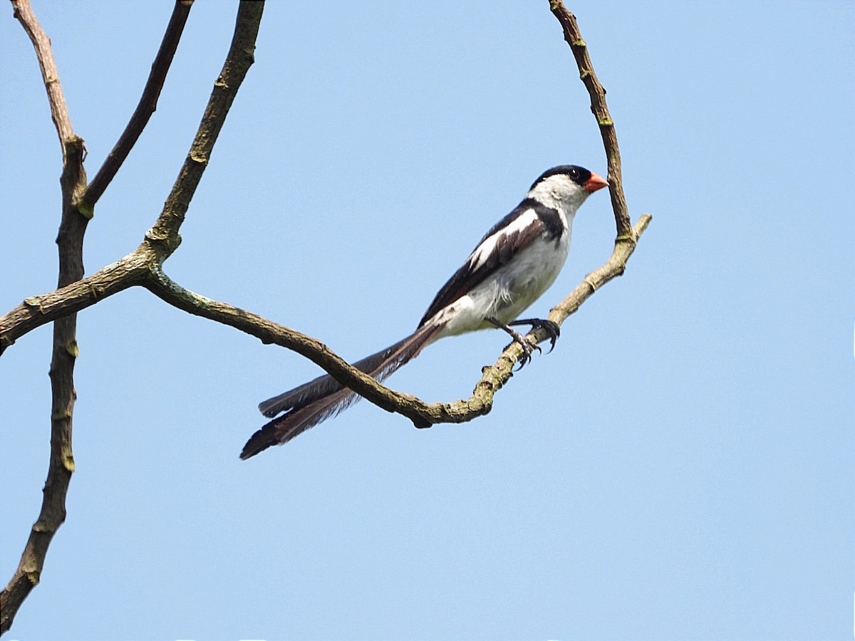 Pin-tailed Whydah - ML644843467
