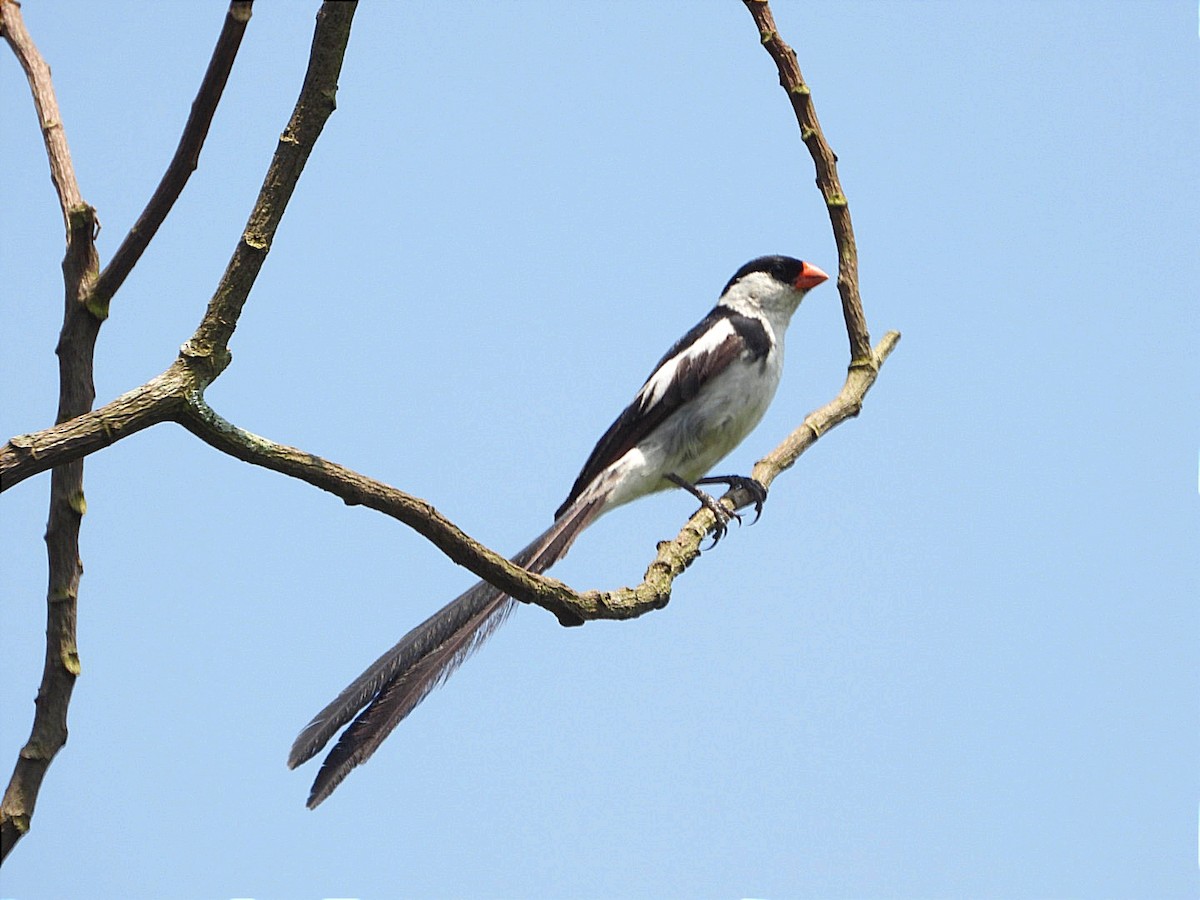 Pin-tailed Whydah - ML644843468