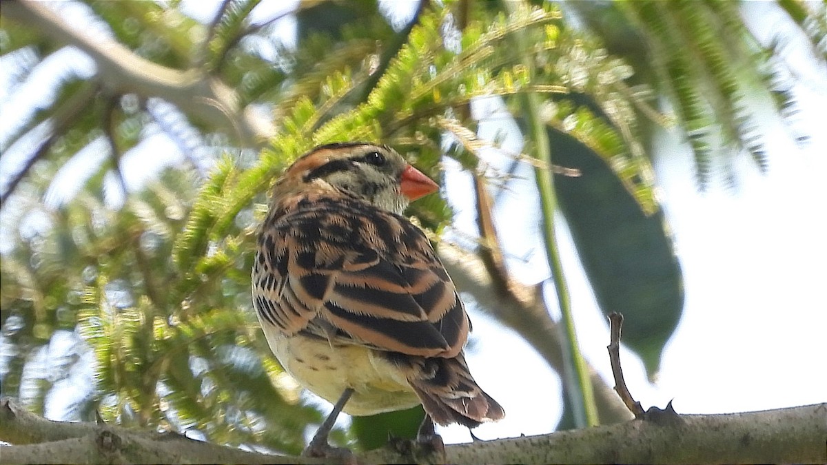 Pin-tailed Whydah - ML644843469