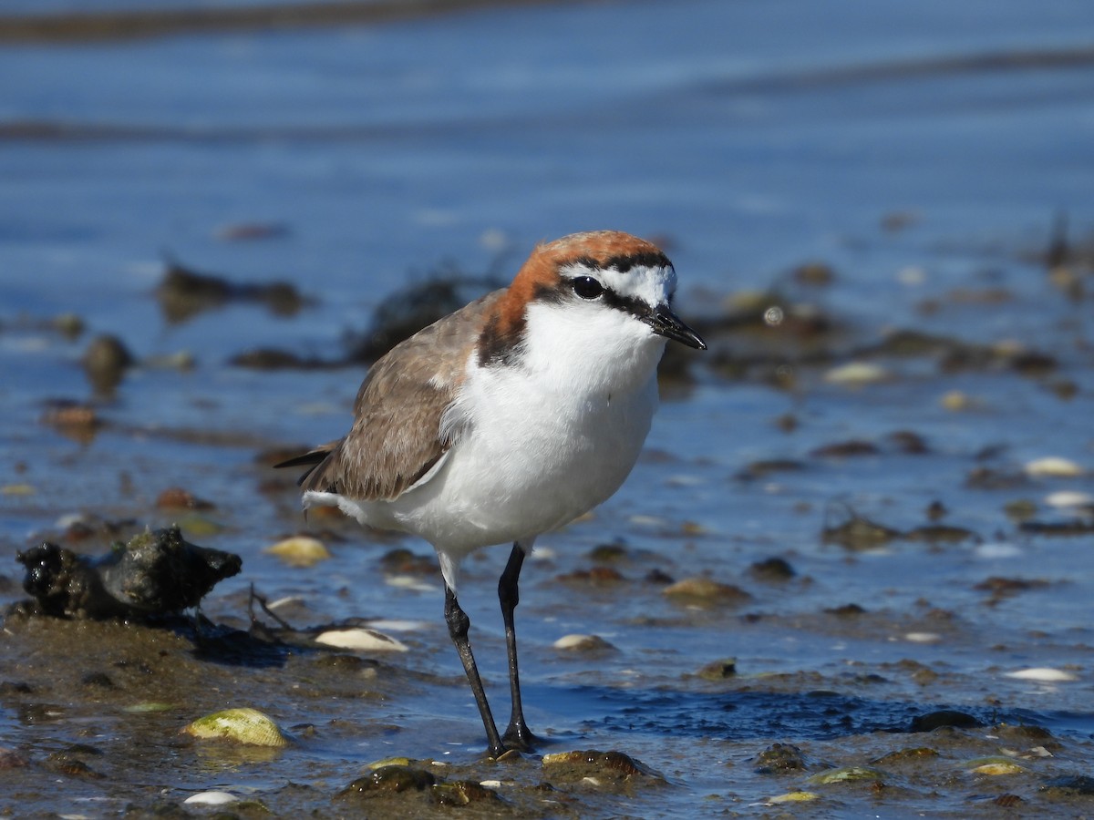 Red-capped Plover - ML644843472