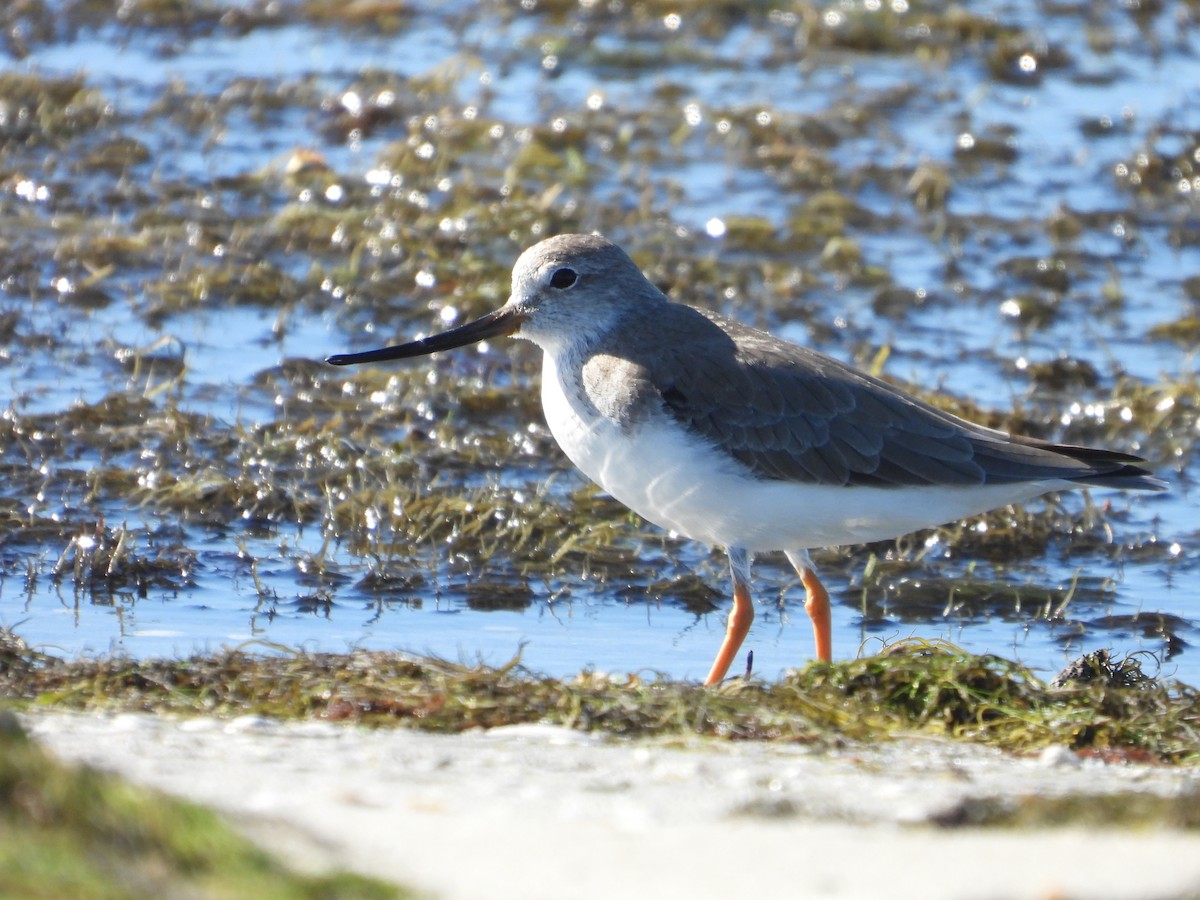 Мородунка - ML644843479