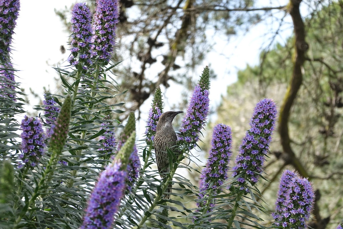 Little Wattlebird - ML644843483