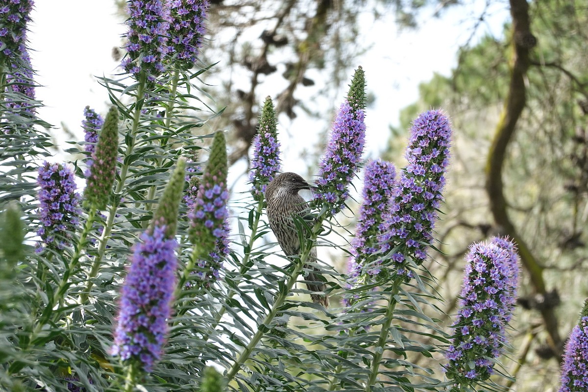 Little Wattlebird - ML644843484