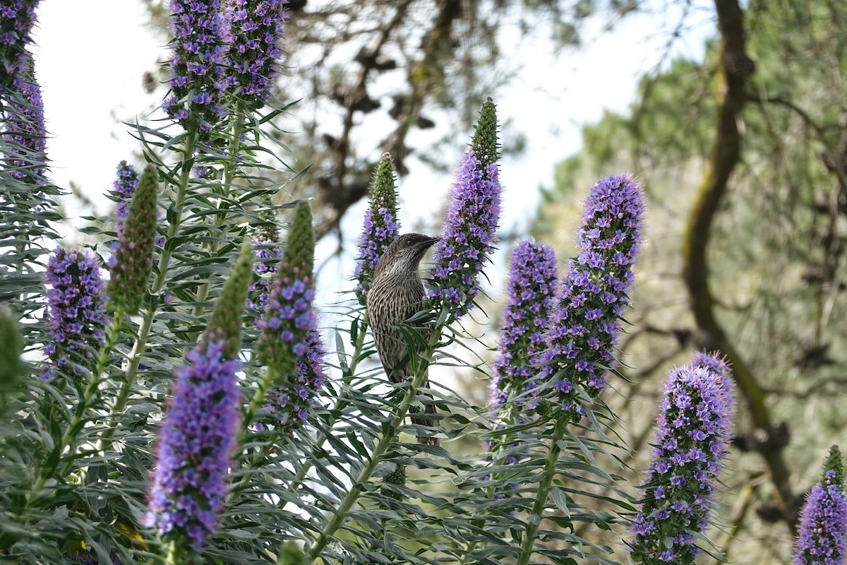 Little Wattlebird - ML644843485