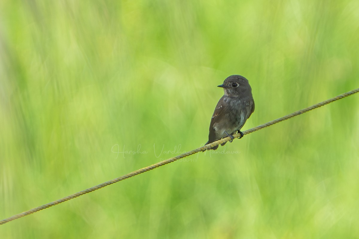 Dark-sided Flycatcher - ML644843486