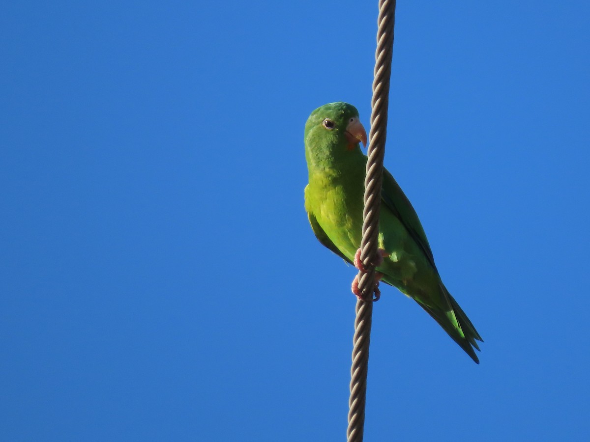 Orange-chinned Parakeet - ML644843488