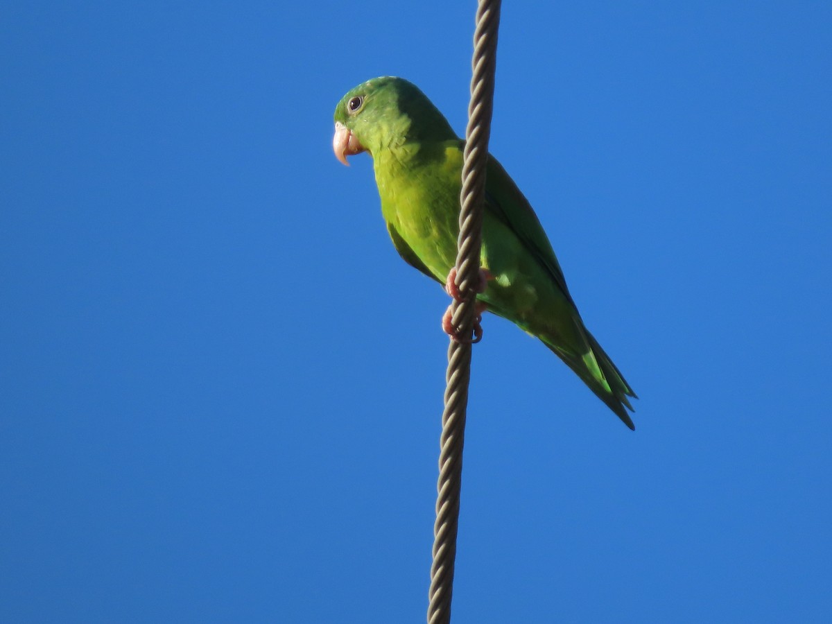 Orange-chinned Parakeet - ML644843489