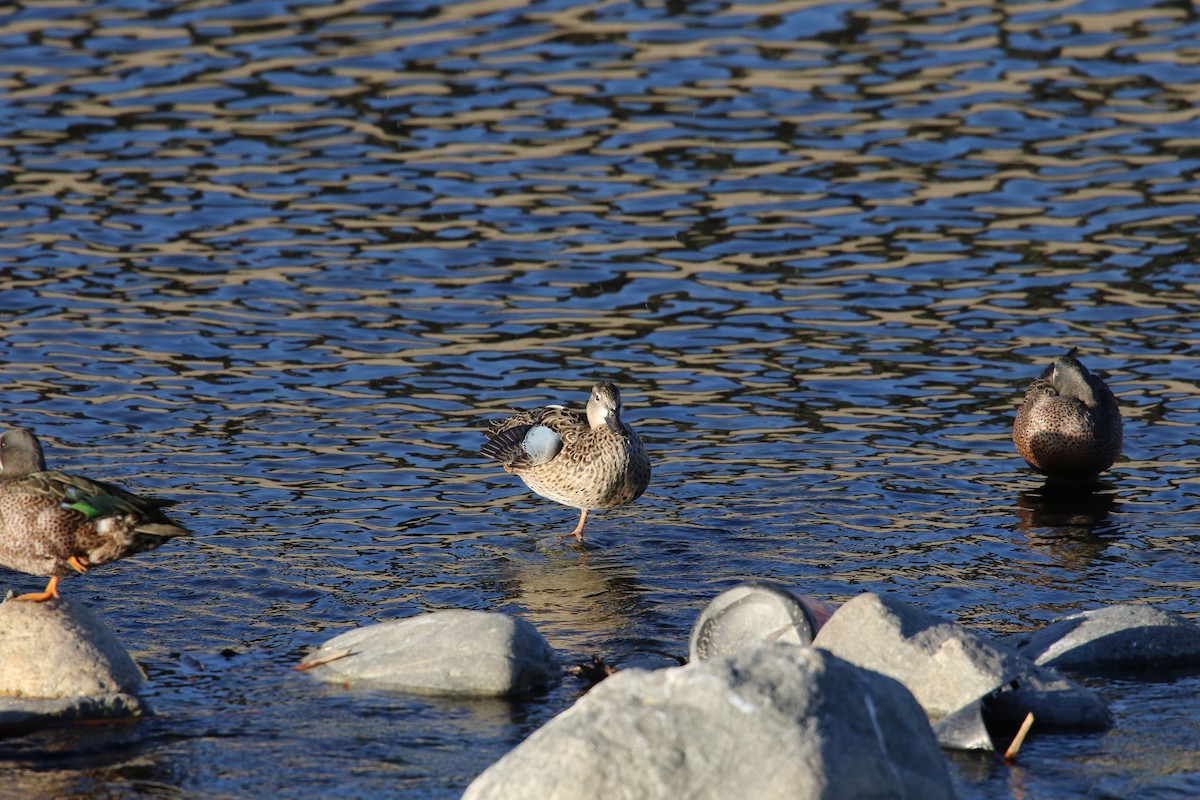 čírka modrokřídlá - ML644843492