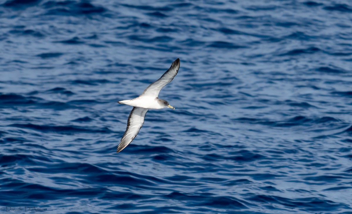 Scopoli's Shearwater - ML644843495