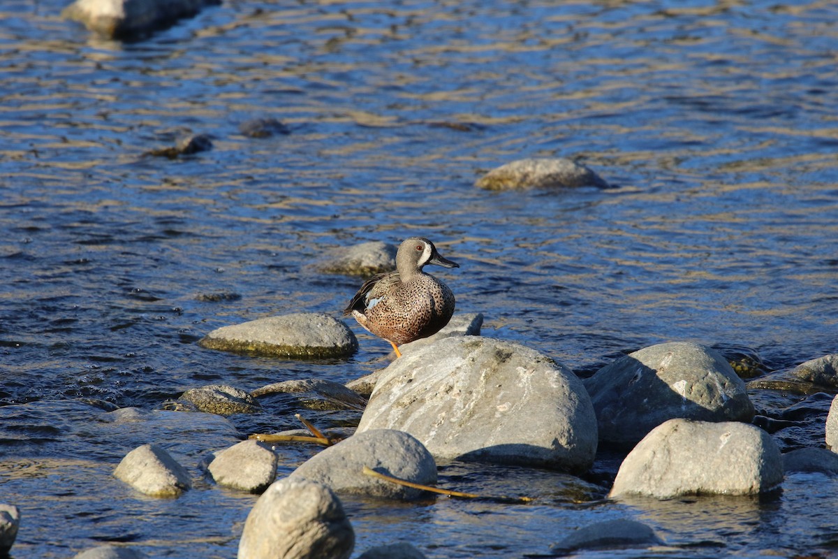 čírka modrokřídlá - ML644843496