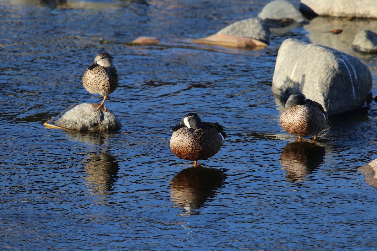 čírka modrokřídlá - ML644843502
