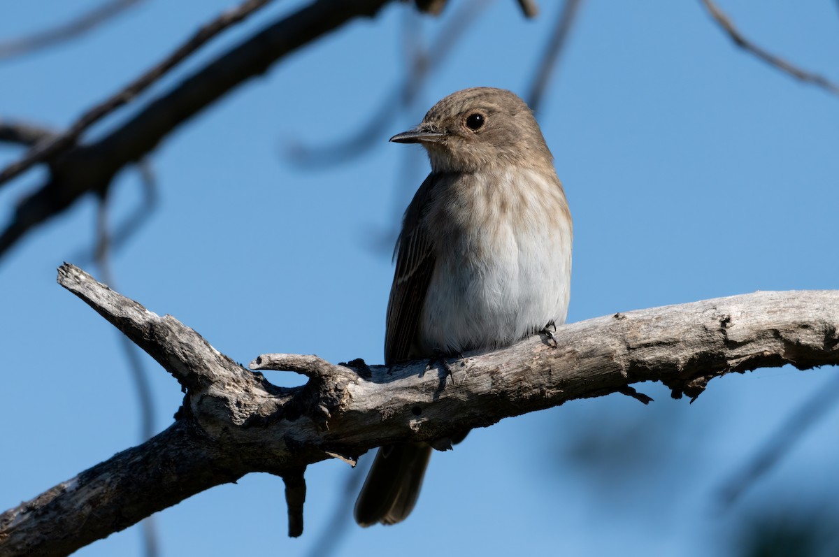 Spotted Flycatcher - ML644843511