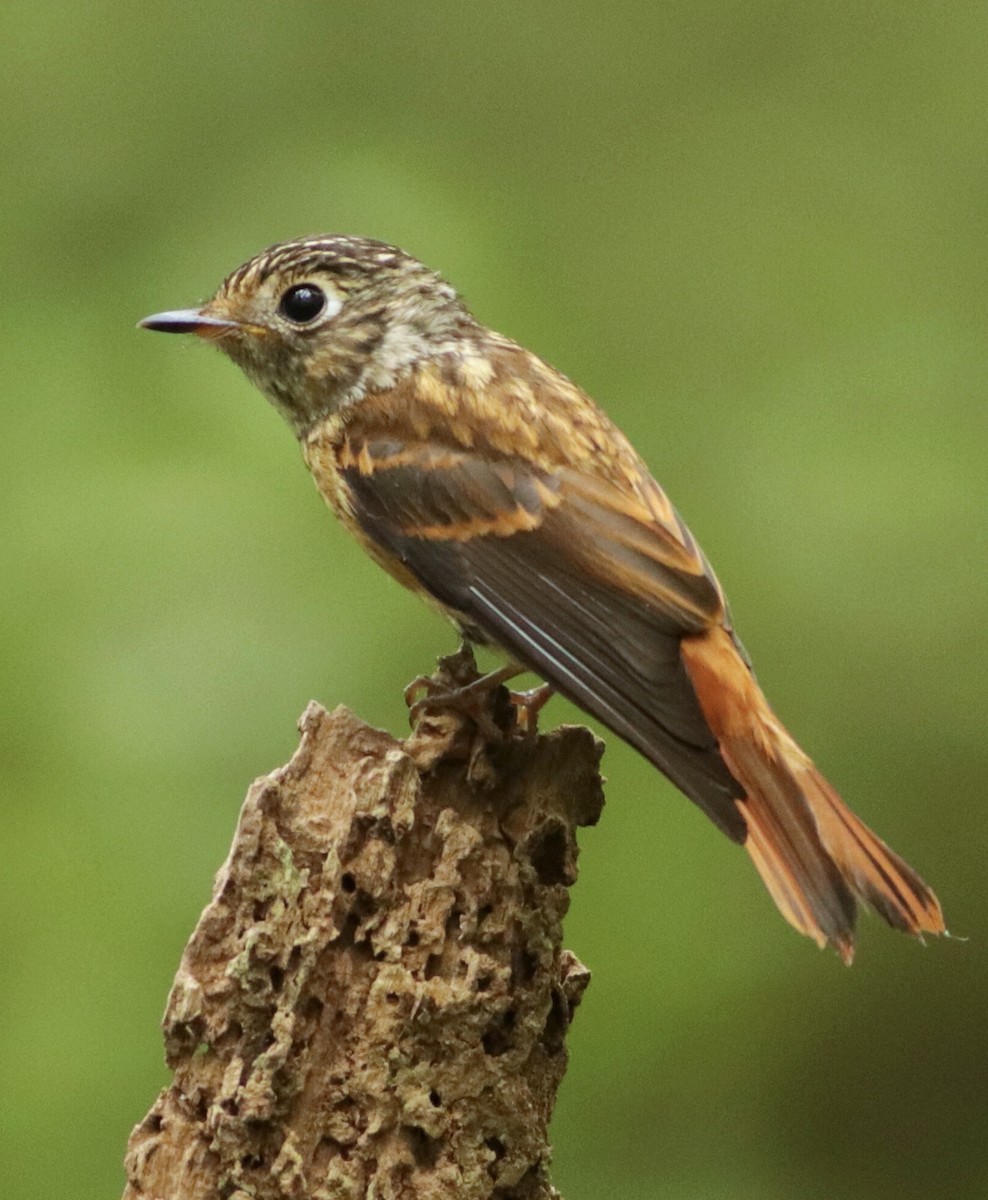 Ferruginous Flycatcher - ML644843518