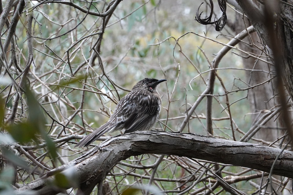 Red Wattlebird - ML644843519