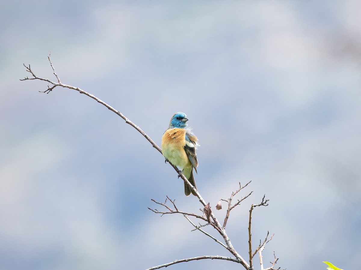 Lazuli Bunting - ML644843524