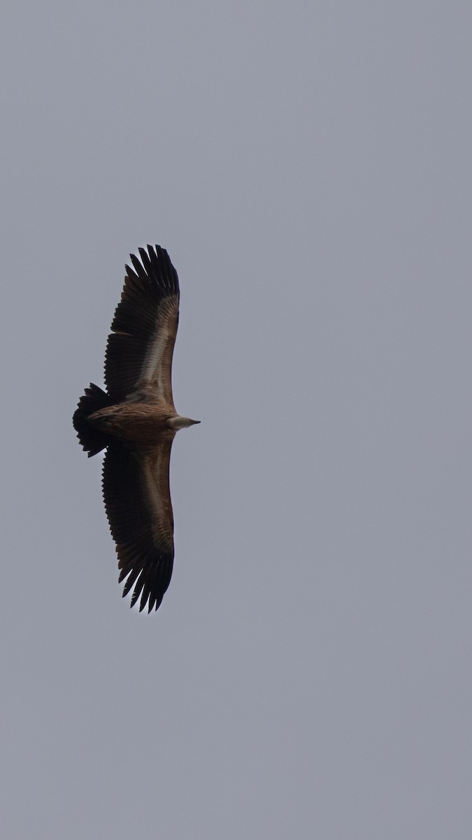 Eurasian Griffon - ML644843531