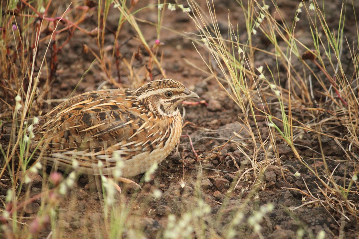 Rain Quail - ML644843536