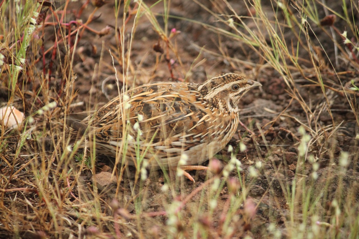 Rain Quail - ML644843537