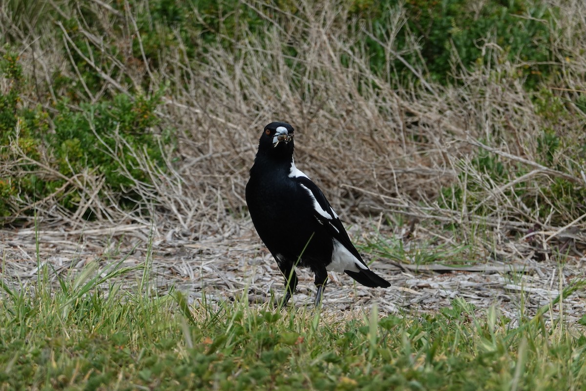 Australian Magpie (White-backed) - ML644843546