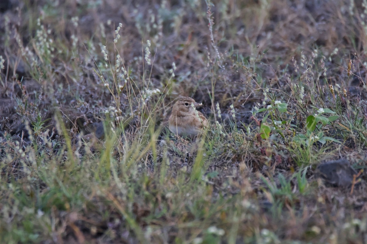 Alouette de Sykes - ML644843557