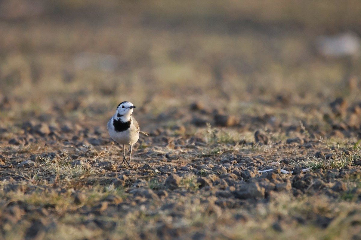 linerle - ML644843561