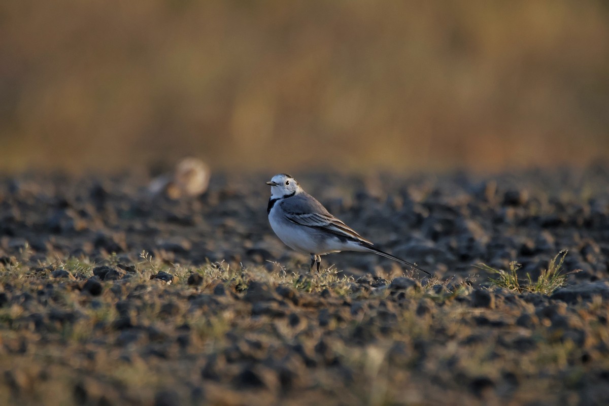 linerle - ML644843562