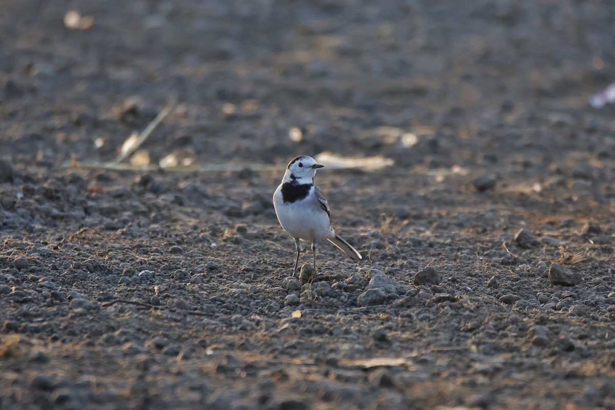 linerle - ML644843563