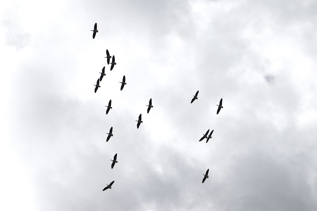 Straw-necked Ibis - ML644843570