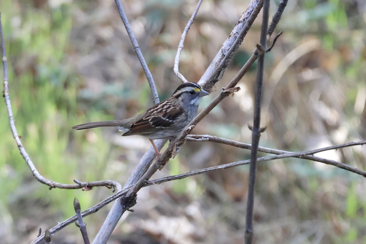 White-throated Sparrow - ML644843582