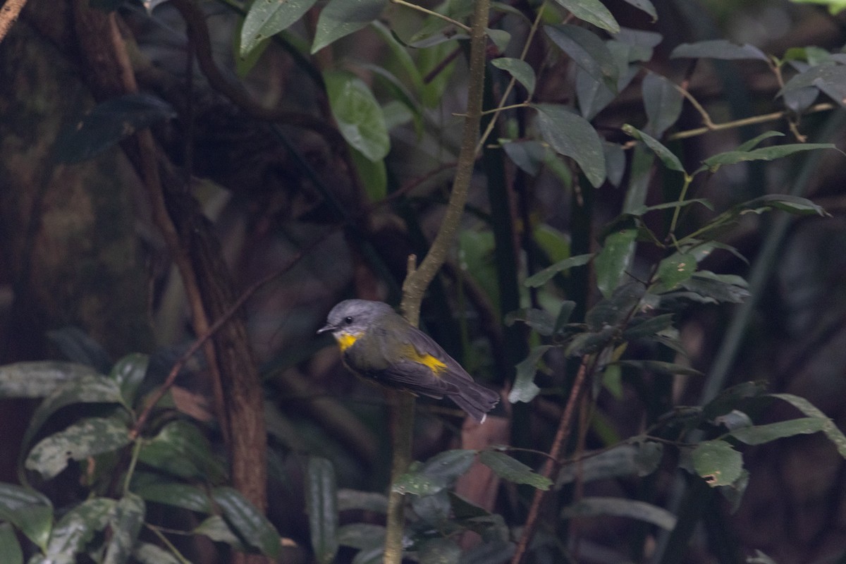 lejsčík žlutý - ML644843584