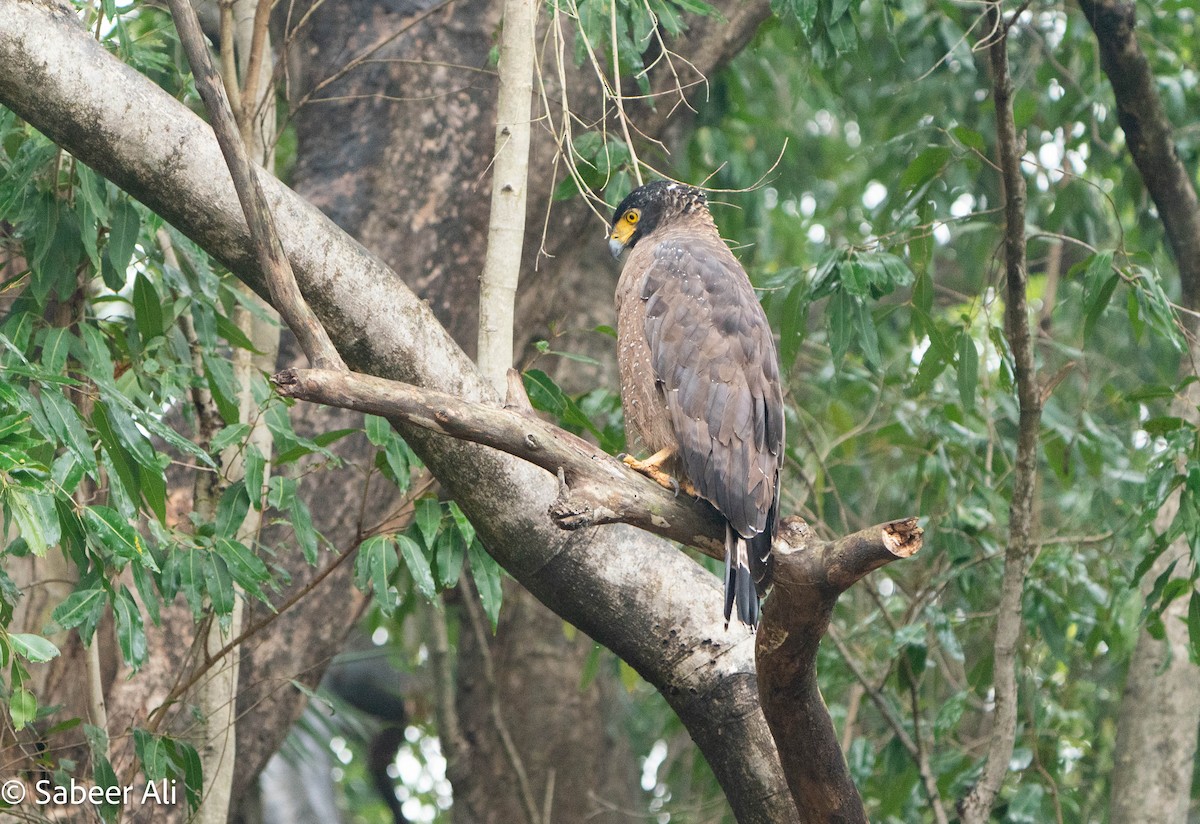 Змієїд чубатий - ML644843615