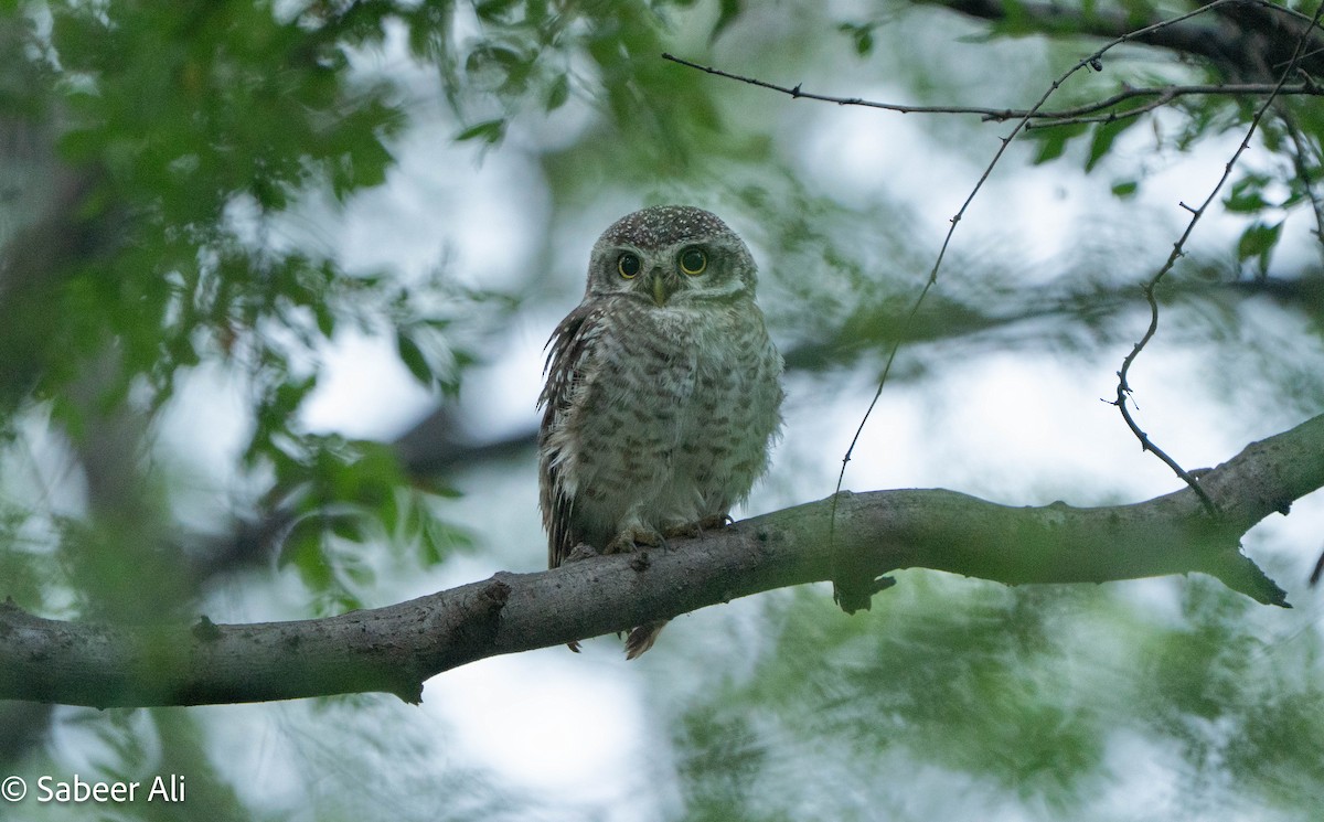 Сич брамінський - ML644843618