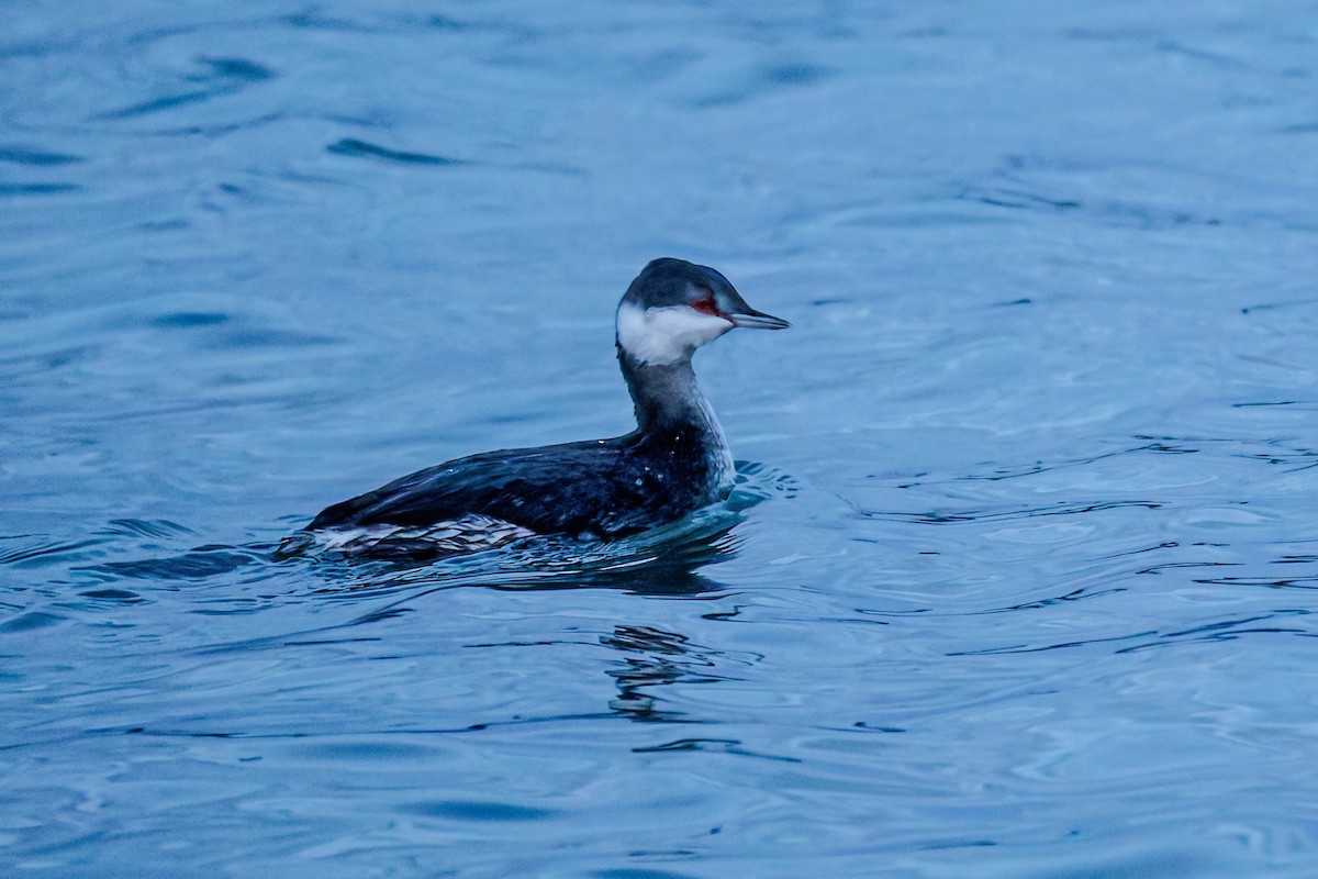 Красношейная поганка - ML644843626