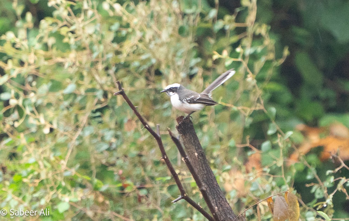 Віялохвістка білоброва - ML644843630