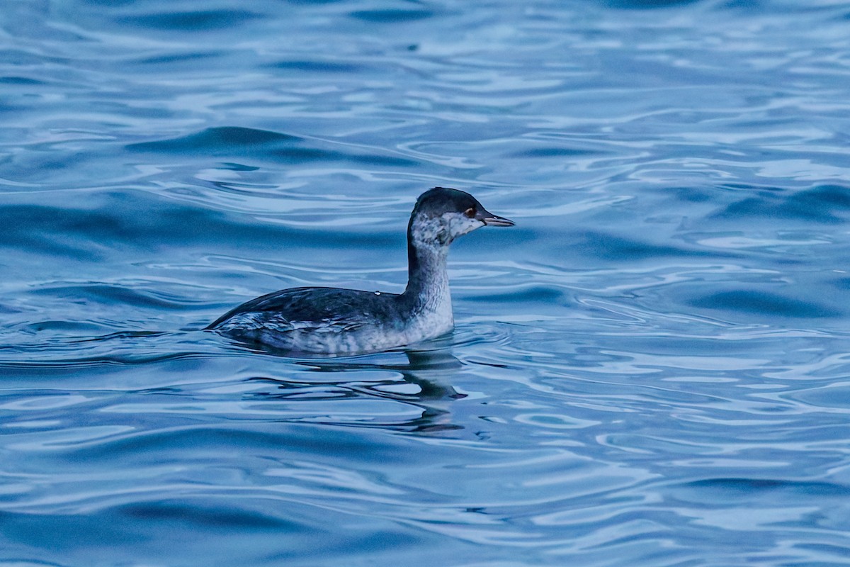 Красношейная поганка - ML644843632