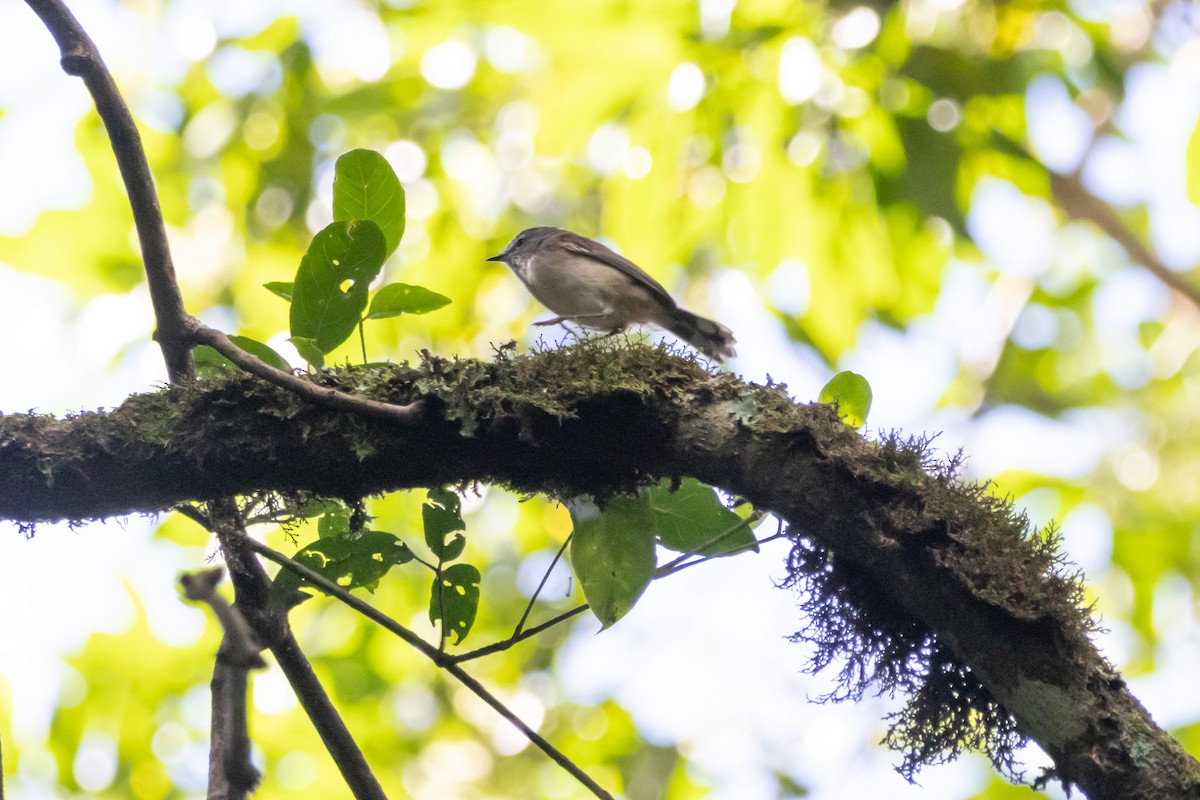 チャイロセンニョムシクイ - ML644843639