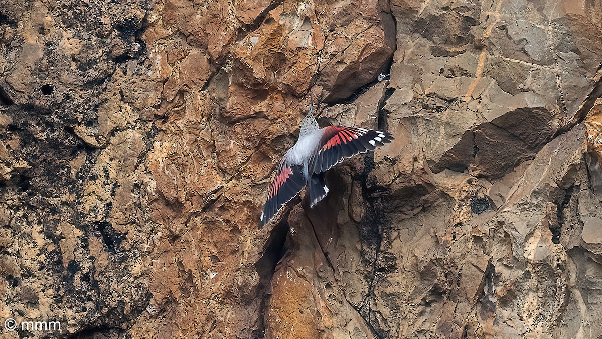 Wallcreeper - ML644843640