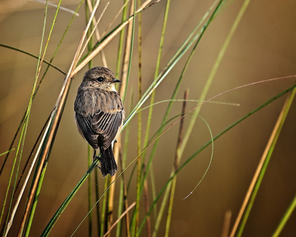 Siberian Stonechat - ML644843641