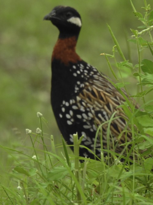 Турач туркменський - ML644843651