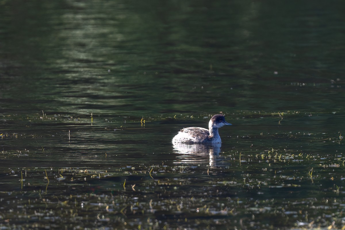 Пірникоза чорношия - ML644843653