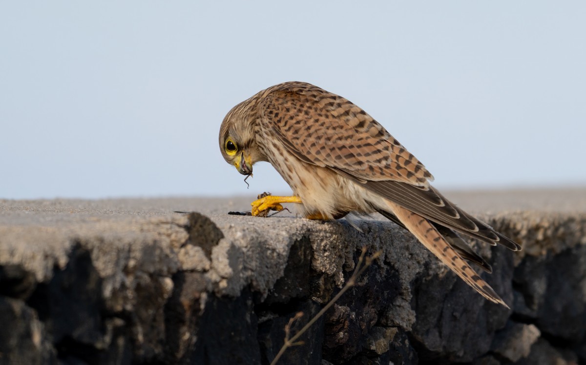 Боривітер звичайний - ML644843656