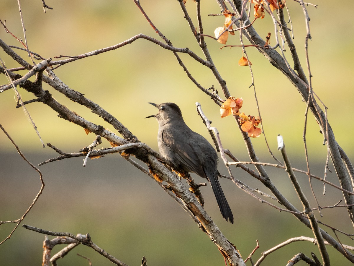 Пересмішник сірий - ML644843657