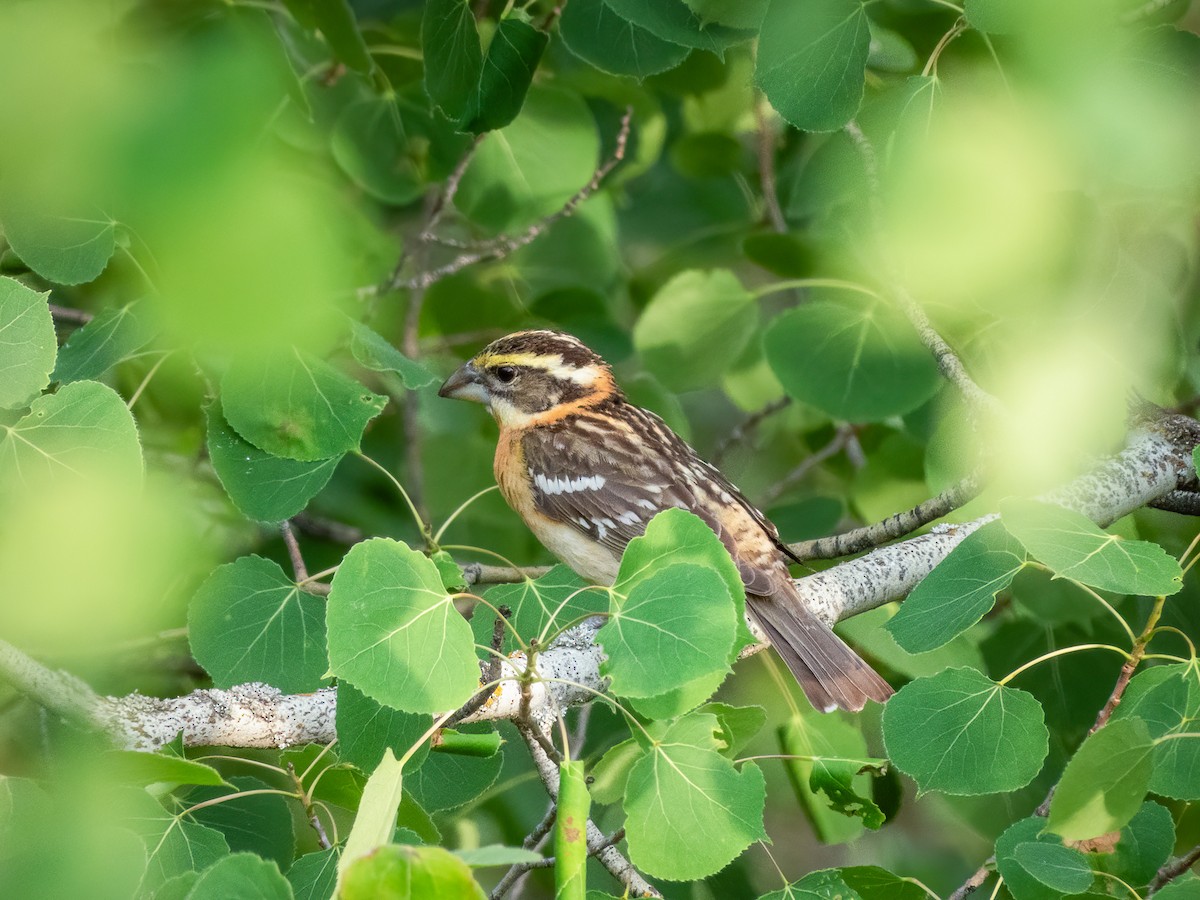 Кардинал-довбоніс чорноголовий - ML644843658